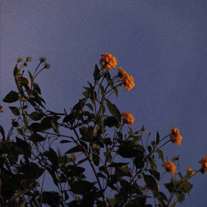 中国暴后菊视频全过程
